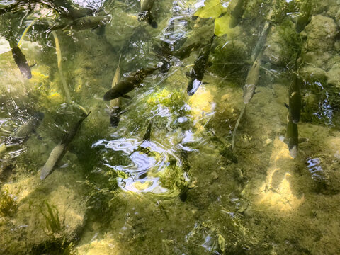 Pool of fish consisting of white fish and trout in a clear mountain stream in early spring