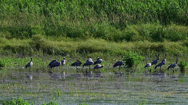 Demoiselle Crane Anthropoides virgo flock resting on a lake. Slow motion.
