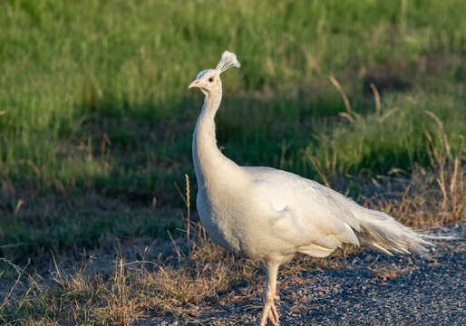 white peacock on road