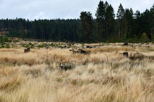 Waldsterben am Rennsteig