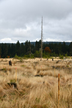 Waldsterben am Rennsteig