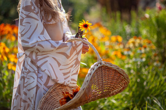 Woman picking rudbeckia flowers using handwoven gathering basket and pruner in summer garden. Gardener wearing stylish robe