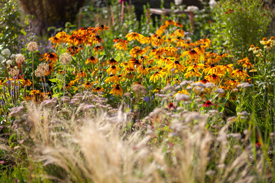 Yellow rudbeckia flowers blooming in summer garden by stipa grass. Plants growing by echinacea, veronika, yarrow on flowerbed