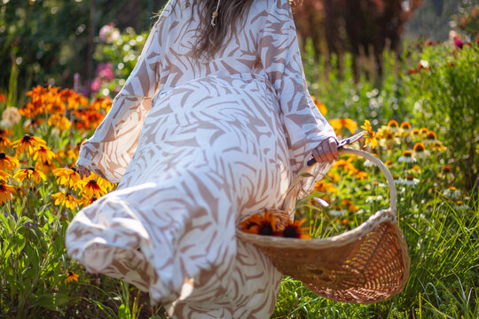 Woman walking around summer garden picking rudbeckia flowers using gathering basket. Gardener wearing stylish long dressing gown