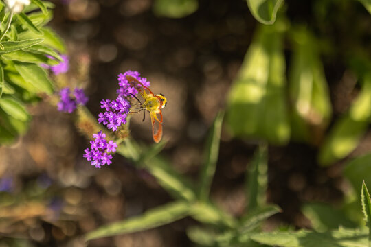 Broad-bordered bee hawk-moth feeding on purple verbena flowers