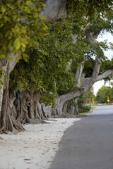 Obraz premium Beautiful old trees with multiple trunks on a quiet residential street.
