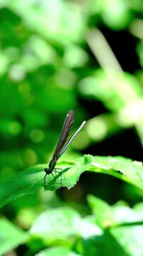 Blue dragonfly on a blossom, Blue Eye Syri I Kalter Saranda, Albania . High quality FullHD footage