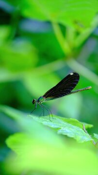 Blue dragonfly on a blossom, Blue Eye Syri I Kalter Saranda, Albania . High quality FullHD footage