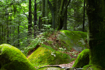 Lush green moss covers rocks and trees in a vibrant, sun dappled forest © Artem Kniaz