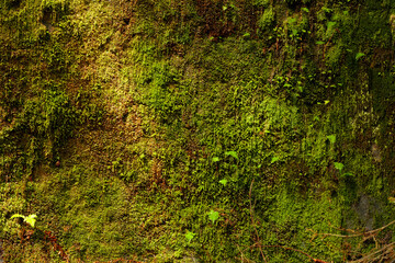 moss stone texture green yellow dramatic lighting texture lush cover of a stone surface © Artem Kniaz