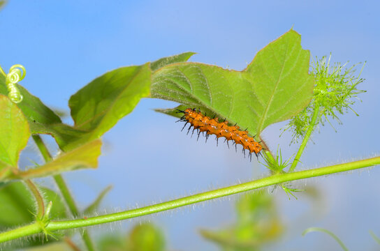 Caterpillar of Gulf fritillary or passion butterfly (Dione [Agraulis] vanilla) on  scarletfruit passionflower vine, Galveston, Texas, USA
