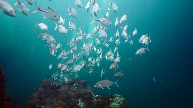 School of jacks cruising over a coral reef in clear tropical water