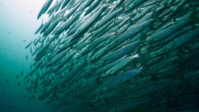 Dense barracuda school forming a silvery wall in deep water