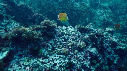 Butterflyfish gliding over a vibrant coral reef in clear tropical water © FranciscoJavier