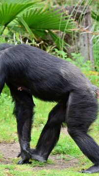 Chimpanzee walking on all fours.