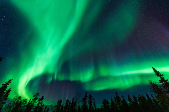 Green Aurora and fir trees silhouettes. Yellowknife, Northwest Territories, Canada. Real photos.