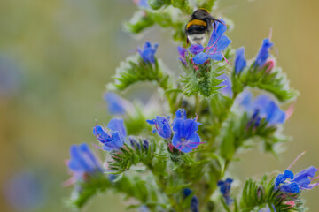 Bumblebee gathering nectar on blue echium vulgare flowers in summer field close up © sergo321