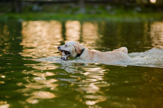 Golden labrador retriever dog swimming in lake with stick in mouth at sunset side view