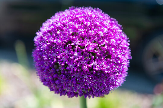 Allium flower. Purple flowering allium. Flower bloom in nature. Allium in the nature. Blooming flower at summer. Spring blossom of flowering plant