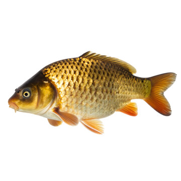 Golden carp fish isolated on white background with detailed scales