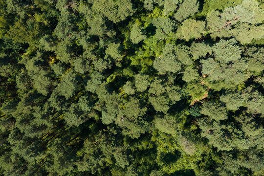 Summer green tree top in forest. Natural scenery of green forest aerial landscape. Nature landscape. Aerial top view of forest tree. Nature environment. Green tree forest from top, 4k footage