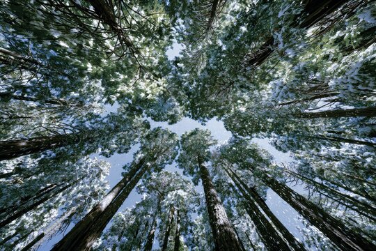 Towering trees reach skyward in a snow-dusted forest canopy