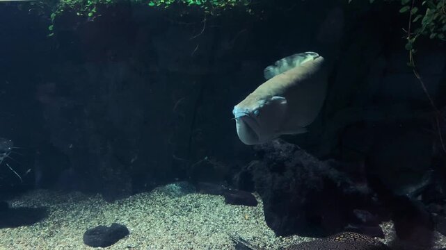 Giant silver arowana and stingray swimming together in aquarium