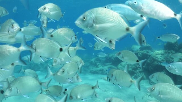 underwater fish scenery from mediterranean  sea breams ocean scenery underwater landscape seabreams  Diplodus sargus