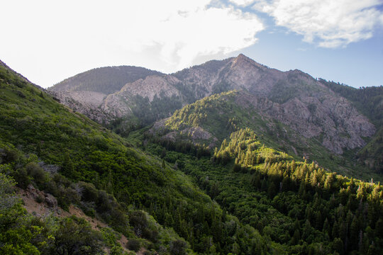 Scenic View of Forested Taylor Canyon and Wasatch Mountain Ridgelines from the Hidden Valley Loop Trail Above Ogden Utah on a Clear Summer Morning

