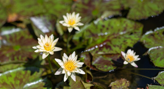 Elegant white flowering lily with leaves. Flower of Nymphaea waterlily. Flowering Nymphaea lily. Lily blossom. Blooming waterlily flower growing in water. Lilies flower in nature. Summer nature
