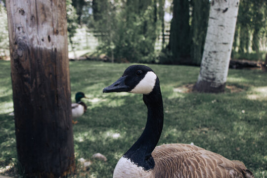 Close Up Portrait of a Canada Goose Standing on Green Grass with a Mallard Duck Behind at Willow Park Zoo in Logan Utah on a Summer Day