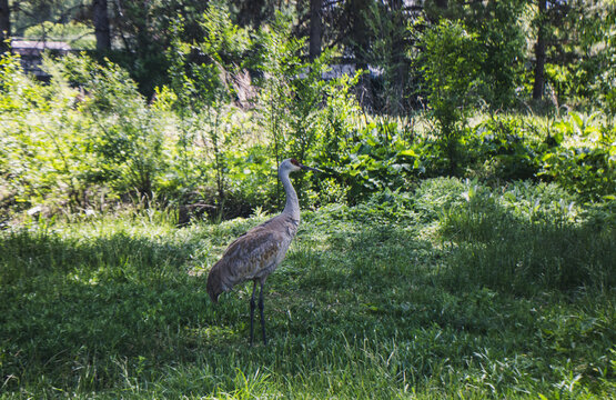 Sandhill Crane Standing in Tall Green Summer Grass Surrounded by Lush Vegetation at Willow Park Zoo in Logan Utah