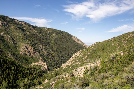 Scenic View of Forested Taylor Canyon and Wasatch Mountain Ridgelines from the Hidden Valley Loop Trail Above Ogden Utah on a Clear Summer Morning
