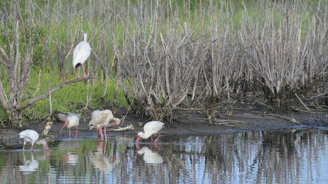 Group of American white ibises (Eudocimus albus) feeding in tidal lagoon, Galveston, texas, USA.