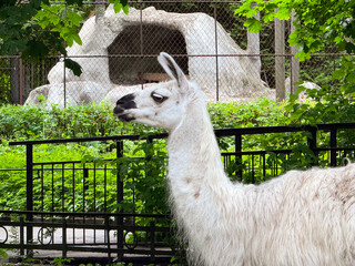 Close up side profile of white fluffy llama alpaca standing in zoo paddock enclosure, funny camelid animal head looking away, summer green bushes and artificial stone cave on background, wildlife.   © Dmitry Presnyakov