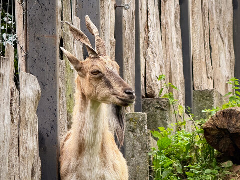 Majestic horned markhor screwhorn goat capra falconeri standing in zoo paddock enclosure, funny wild mountain ibex looking away near wooden timber log fence and green grass field, wildlife nature. 