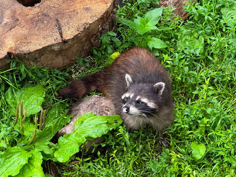 High angle view of cute fluffy raccoon procyon lotor sitting on green grass near old tree stump, funny masked animal looking up in summer lawn, zoo enclosure foliage, wildlife nature pet care travel. 