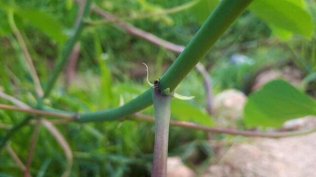 Macro 4K footage of black ants crawling and moving on a green plant stem and leaves. Detailed close up of insects in their natural habitat. Natural outdoor environment with blurred green background.