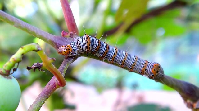 An Eight-spotted Forester caterpillar on grape vines
