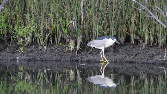 Black-crowned night heron (Nycticorax nycticorax) walking at the bank of tidal lagoon, Galveston, Texas, USA.