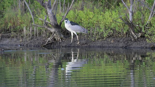 Clapper rail (Rallus crepitans) passing in water against lack-crowned night heron (Nycticorax nycticorax) at tidal lagoon, Galveston, Texas, USA.