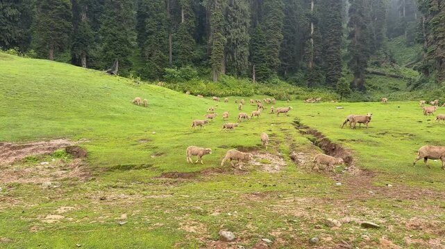 Travel Destination Kashmir Nature Beauty Green Landscape Valley Village City Roads Travel Pollution Blooms Buds Scenic Tourism Mountains Countryside Urban Rural Environment Journey Adventure
