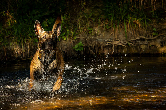 Belgian Malinois x Dutch Herder Shepherd adult dog aged three years cools off splashing as he runs through a shady shallow corner of the River Nene where  water is clean and clear on a summer evening