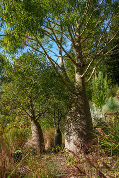 Majestic Australian Bottle Trees Standing Tall in a Sunny Botanical Garden Displaying Natural Resilience