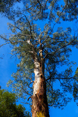 Fototapeta premium A tall eucalyptus tree reaching towards the vibrant blue sky symbolizing growth and natural serenity