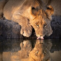 lion and lioness © Amar