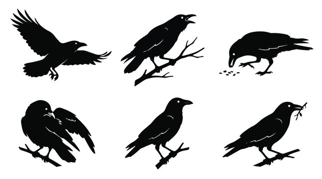 A set of six crow bird in various poses silhouette vector illustration on a white background
