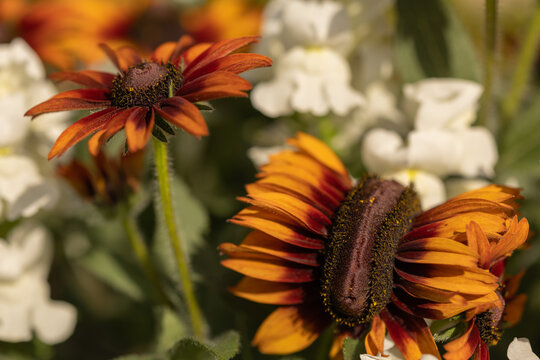 Fasciated black-eyed Susan with elongated flattened flower head