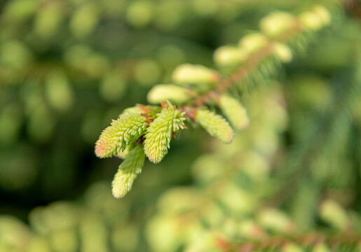 Green fir pine twig. Pine cone on branch with needle. Pine tree branch, macro. Needle of a coniferous tree. Pine pollen. Needle of tree branch and cone spruce