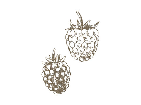 Hand Drawn Raspberry Illustration, Vintage Engraving Style Set of Two